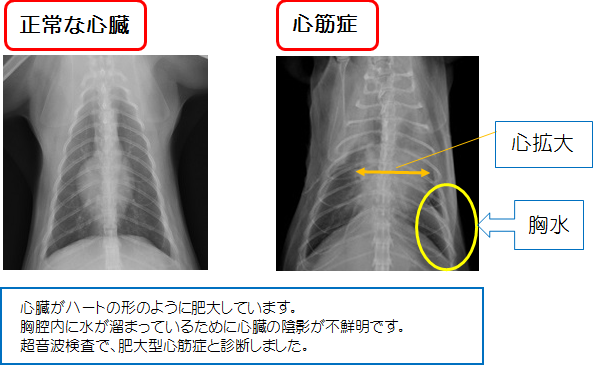 猫の心筋症